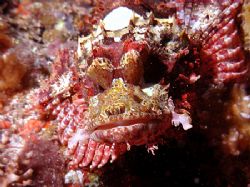 This is a face only a mother - or another scorpionfish - ... by Michael Canzoniero 